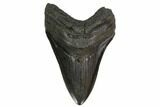 Fossil Megalodon Tooth - Georgia #145455-1